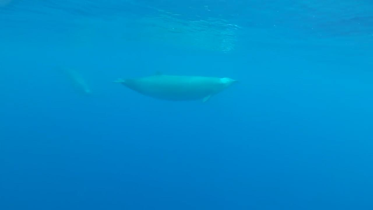 Rare Whale Species Captured On Video For The First Time